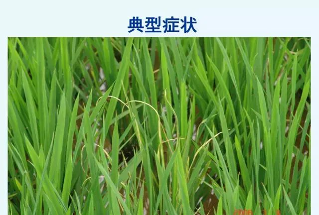 水稻病害，天穗之咲稻姬水稻病害图29