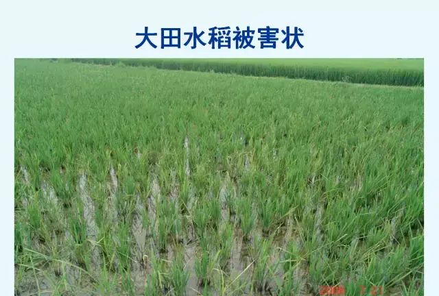水稻病害，天穗之咲稻姬水稻病害图31