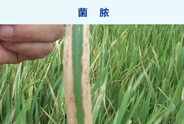 水稻病害，天穗之咲稻姬水稻病害图32