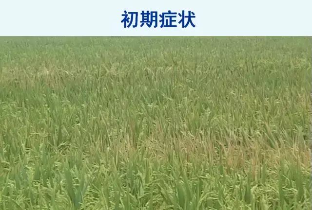水稻病害，天穗之咲稻姬水稻病害图33