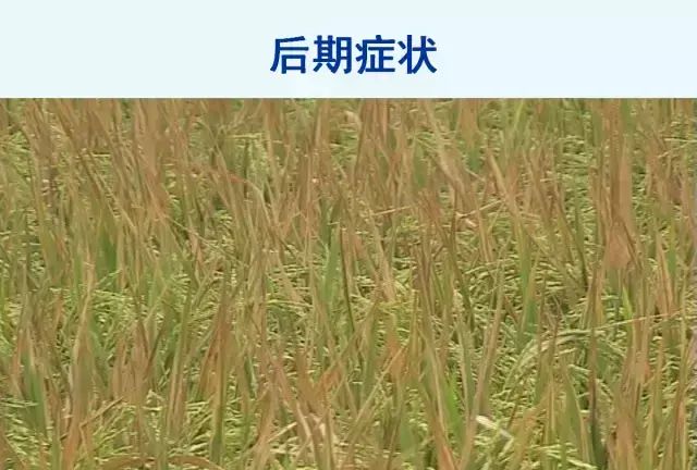 水稻病害，天穗之咲稻姬水稻病害图34