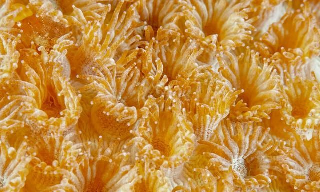 珊瑚有几种颜色图38