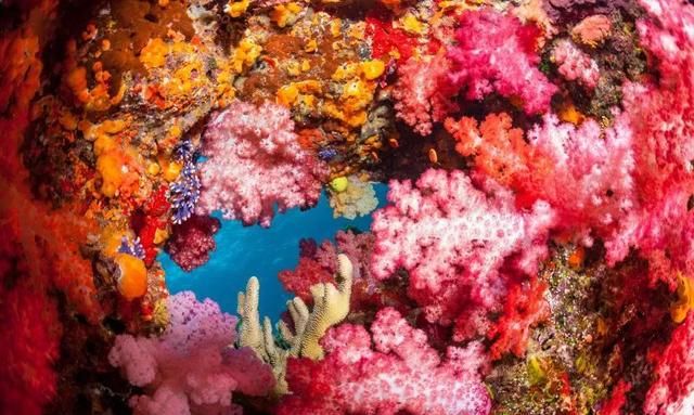 珊瑚有几种颜色图40