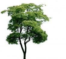 绿化树木，大绿化树下面种什么绿化树好呢图1