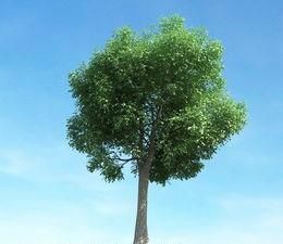 绿化树木，大绿化树下面种什么绿化树好呢图3