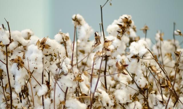 12月19今日不同规格棉花到厂报价 棉花供应与需求分析