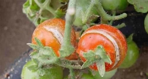 西红柿虫害怎么防治图3
