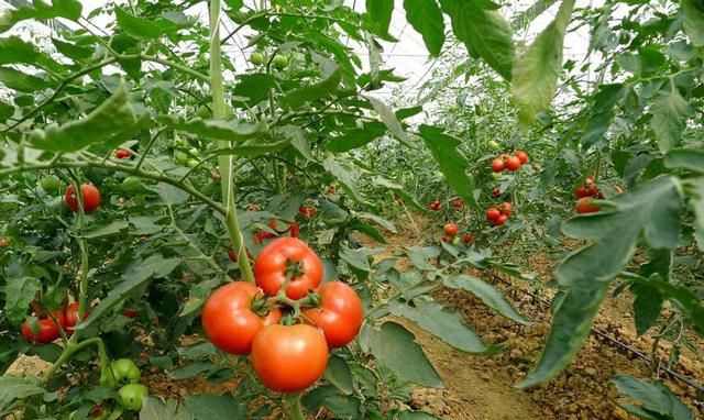 西红柿虫害怎么防治图5
