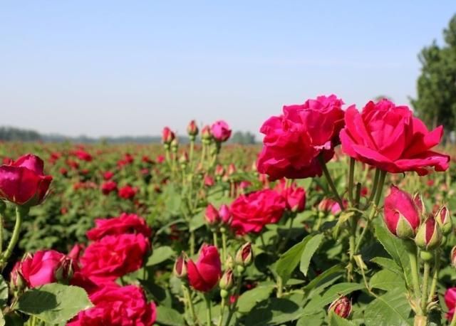 玫瑰种植技术