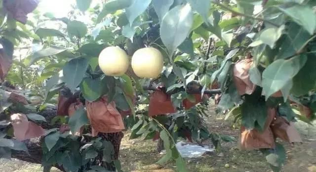 最全梨子产地品种指南，水果人必备
