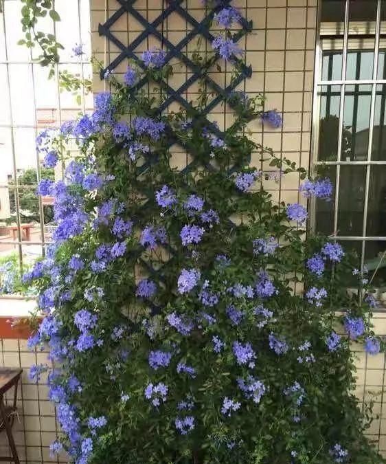 这6种蓝色系的花，简单养一盆，都能清凉一夏！