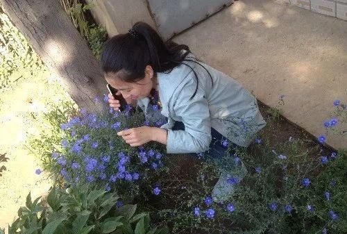 这6种蓝色系的花，简单养一盆，都能清凉一夏！