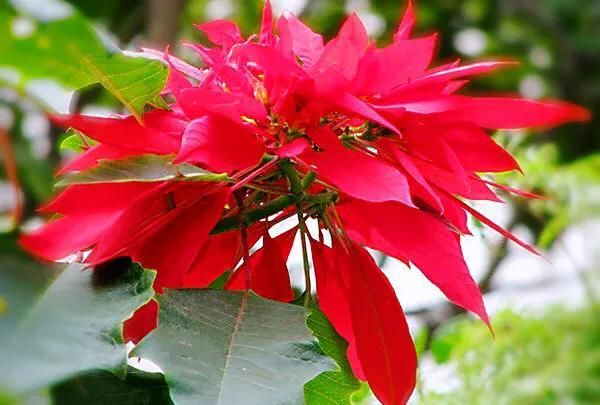 一品红～花大色艳，品种繁多，是传统的节日花卉