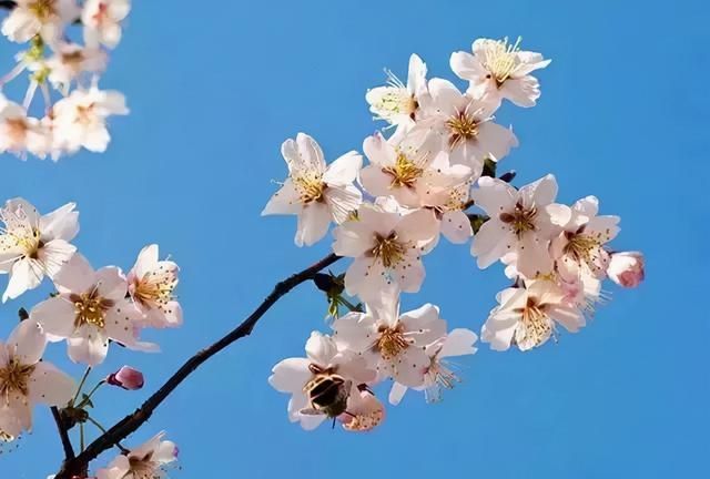 又到了樱梅桃李梨杏海棠……盛开的季节！脸盲吗？看这个