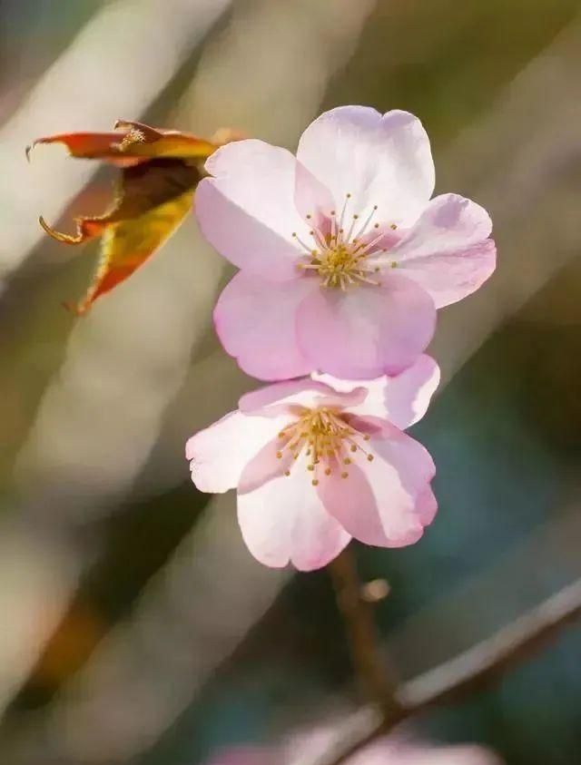 又到了樱梅桃李梨杏海棠……盛开的季节！脸盲吗？看这个