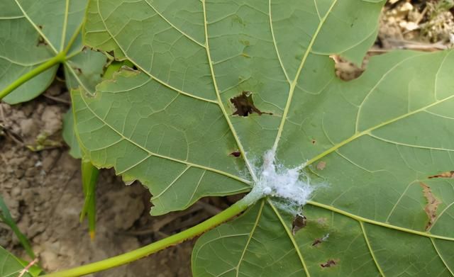 青桐致命危害：小小木虱，分泌白色棉絮造成植物难以呼吸