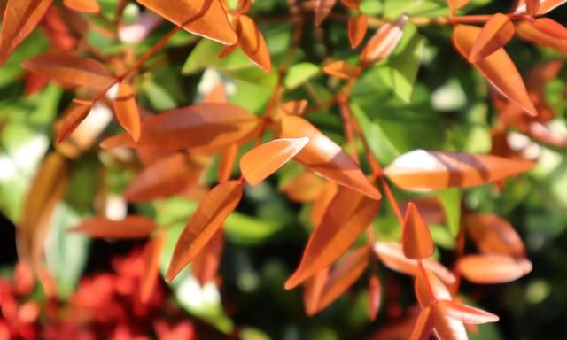 红鳞蒲桃，那鲜红色的嫩枝嫩叶，作为景观植物，是一道靓丽的风景