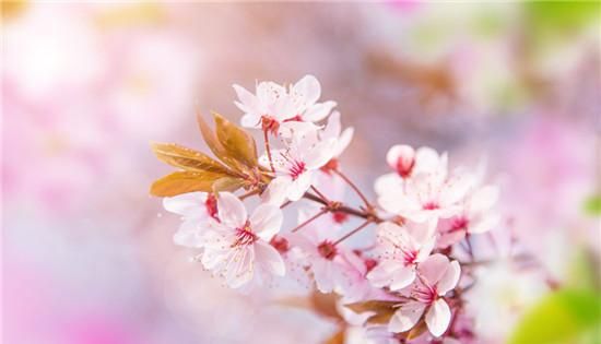 樱花的花语是什么，是代表这爱情与希望的象征吗