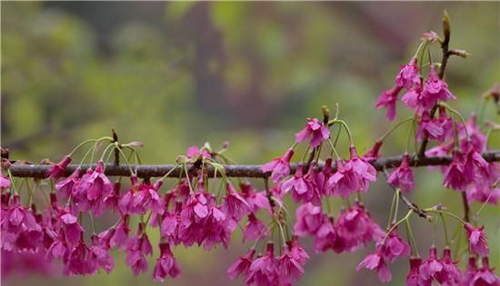 樱花的花语是什么，是代表这爱情与希望的象征吗