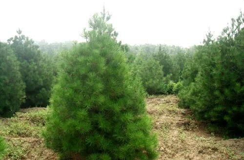 园林植物配置大全—绿化树种篇