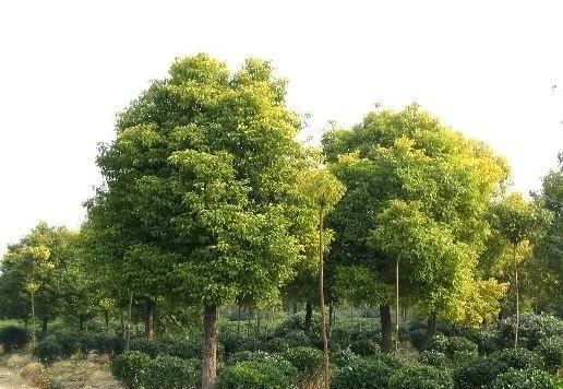 园林植物配置大全—绿化树种篇