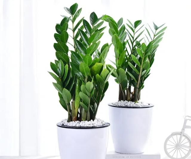 5种好养的植物，摆在室内空气好，美观又大方