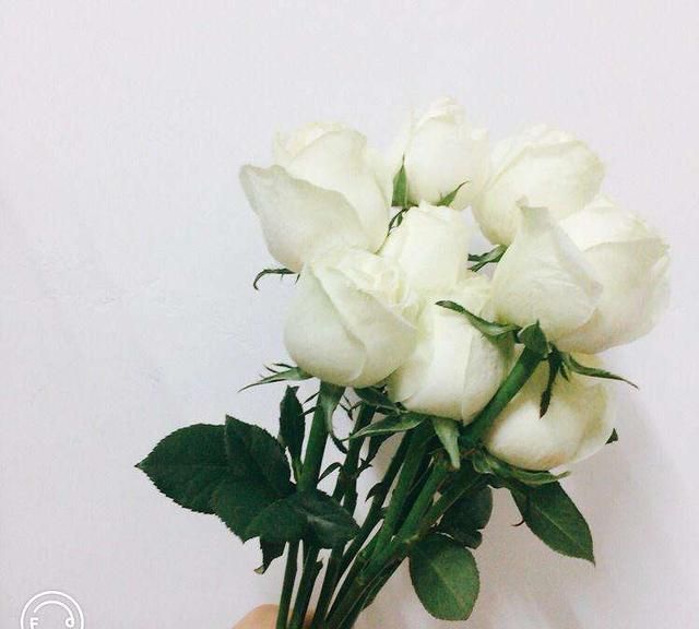 洁白如玉的世界——白玫瑰