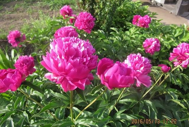庭院里养3种花，耐热耐寒，开花又大又美又多，漂亮好养风景如画
