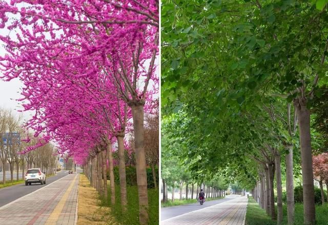 热门行道树新品种——‘四季春1号’紫荆树的园林应用实例分享