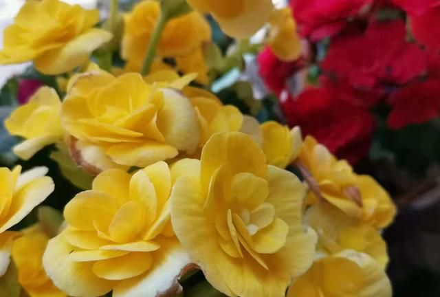 5种海棠花，养护各不同，快来看看适合你养的是哪一种？