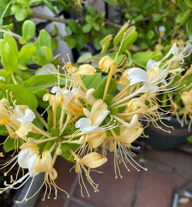阳台上养一盆金银花，花香而多，爬藤一片，美观又实用