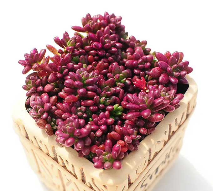 多肉紫米粒养护五大关键，助您栽培出优质健康的盆栽！
