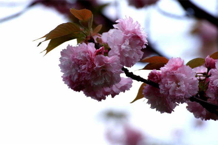 樱花与神话传说：不吉利的象征？