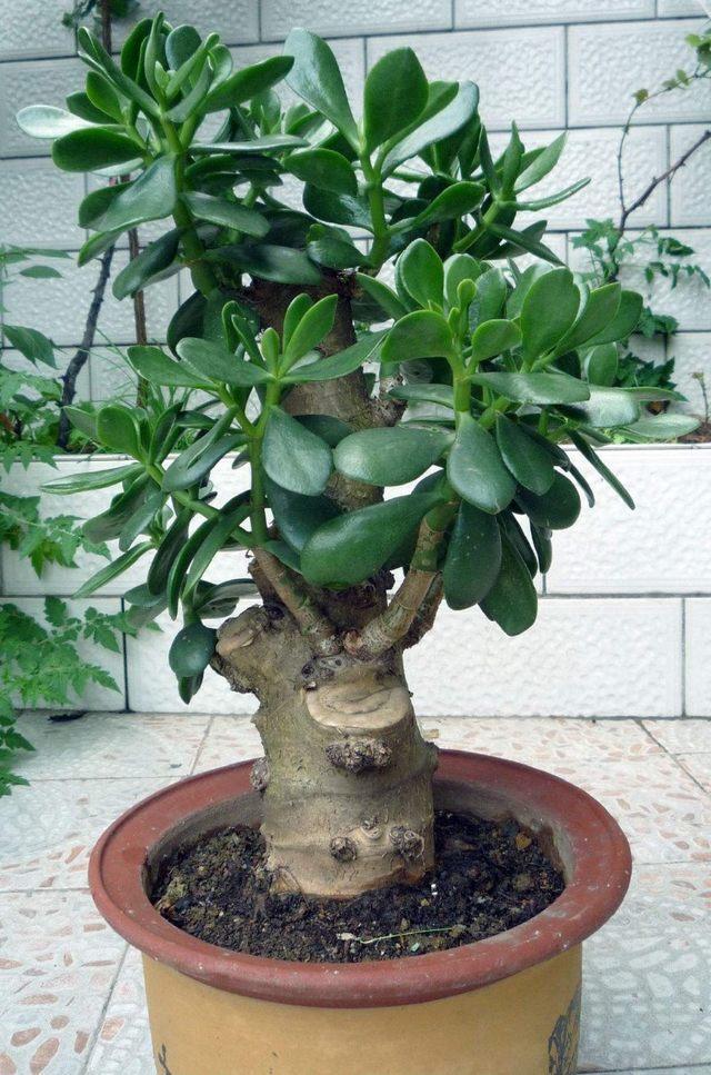 玉树是一种很受欢迎的盆栽植物，并且很容易养活。