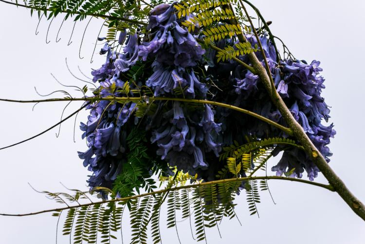 优美的蓝花楹花语之谜，挑战你的想象力