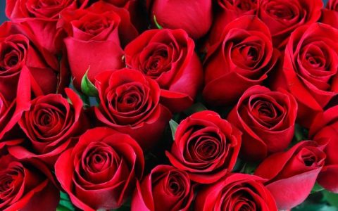 玫瑰花泡水喝能降低血脂，预防心血管疾病