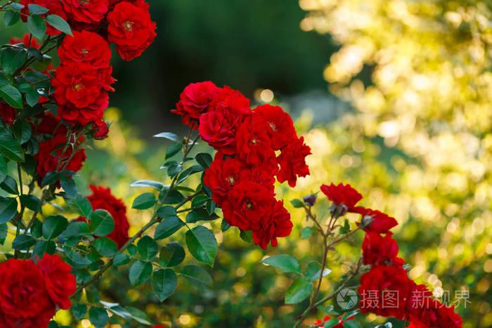传递爱的语言，33朵戴安娜玫瑰花束的花语意义