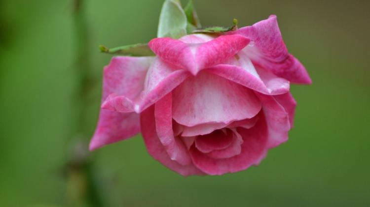 了解15朵玫瑰的花语，送花更有心！