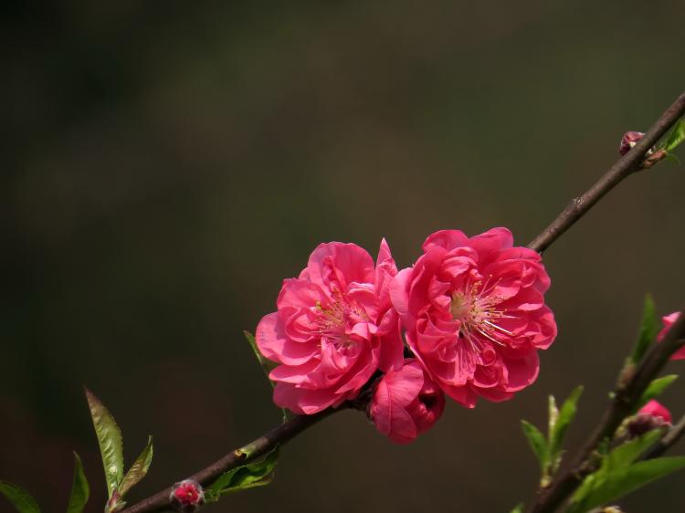 桃树修剪顺口溜，让你的桃花开得更加艳丽！