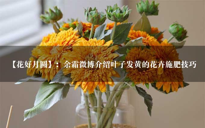 【花好月圆】：余霜微博介绍叶子发黄的花卉施肥技巧