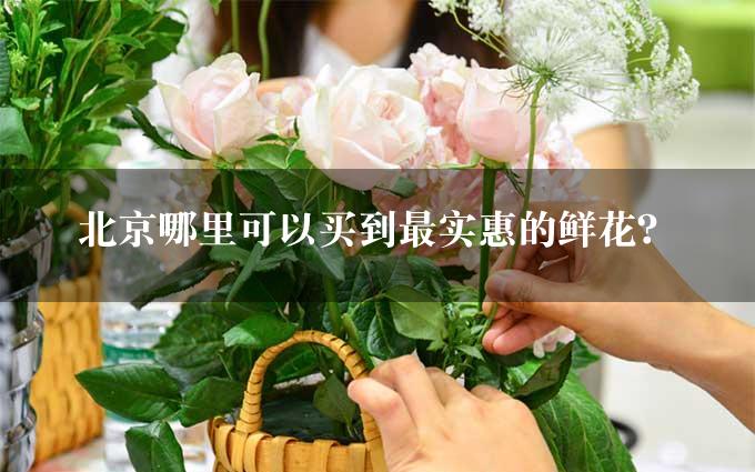 北京哪里可以买到最实惠的鲜花？
