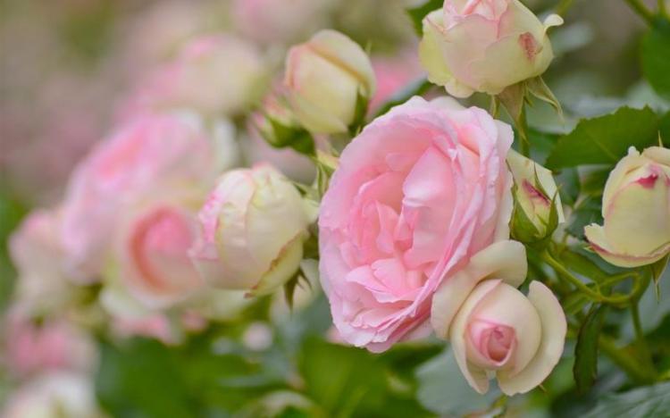 冰蓝玫瑰的花语之谜，展现大自然的神秘力量