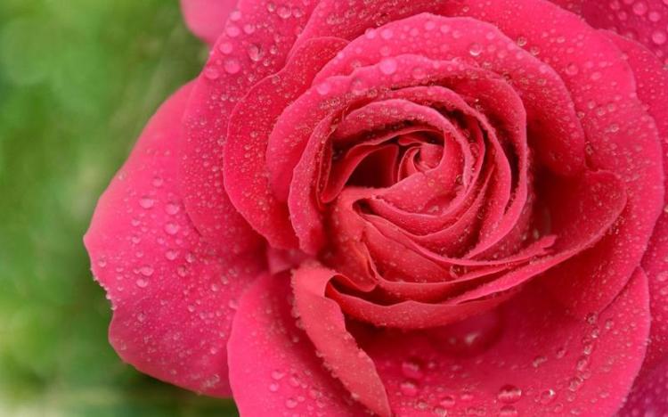 养香槟色玫瑰的最佳光照方式：给你的花园更多的光