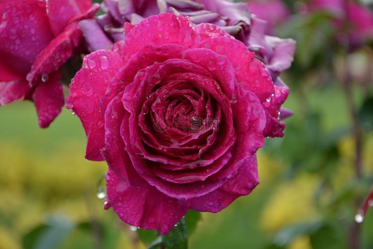 揭秘玫瑰花朵含义的多样性：你知道10朵玫瑰的意义吗？