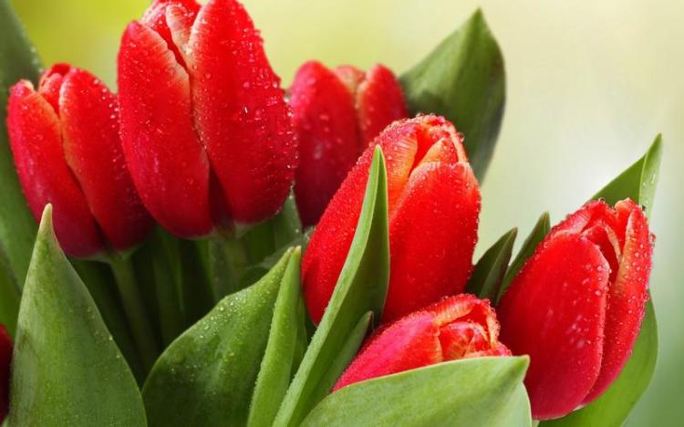 荷兰的国花，包装着真挚情感的郁金香