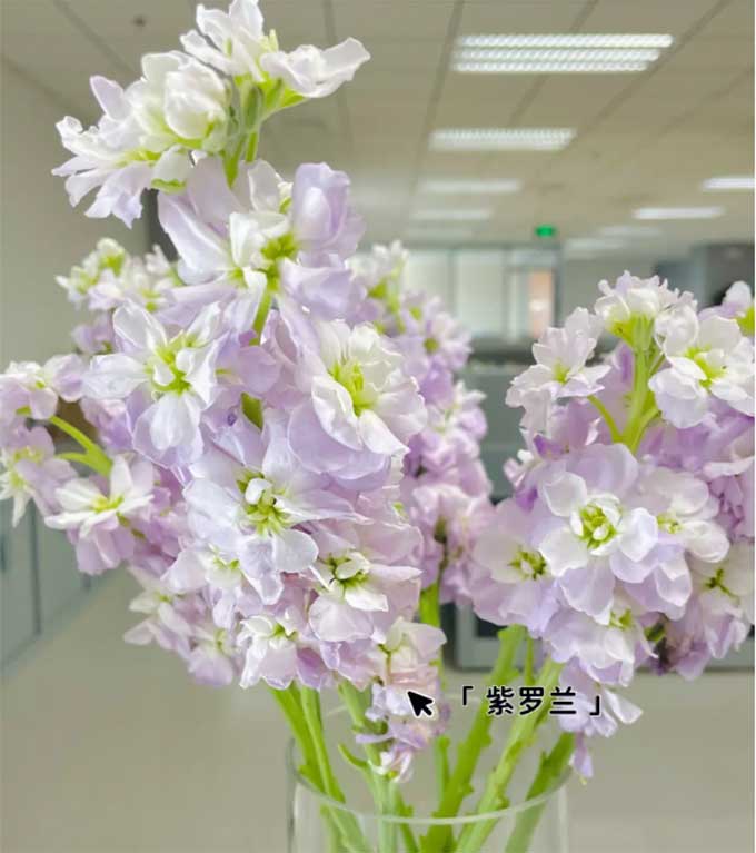 紫罗兰的形态特征是怎样的？紫罗兰花的花语是什么