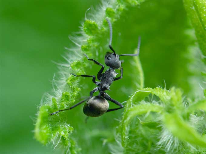 花盆里有很多蚂蚁祸害花花怎么办？
