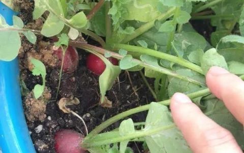 家庭阳台种植：六种易于管理和四季皆宜的蔬菜