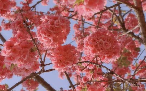 樱花树栽植后叶子发蔫，逐渐枯萎是为什么呢？樱花树卷叶是什么病？