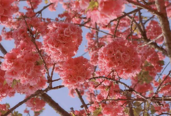 樱花树栽植后叶子发蔫，逐渐枯萎是为什么呢？樱花树卷叶是什么病？